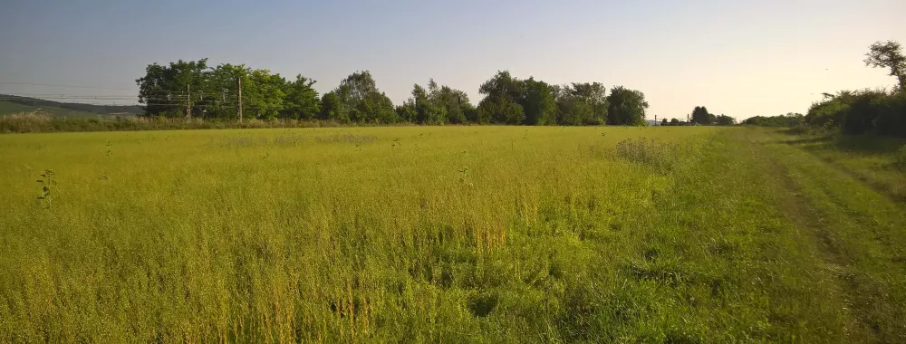 Terrain nu (champ) à louer sur la commune de Ladoix-Serrigny