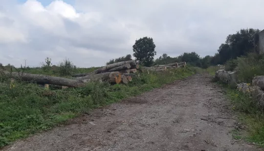 Terrain nu pour stockage de grumes - CANDAS